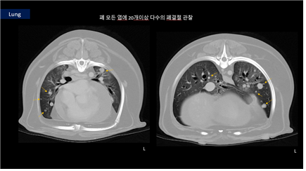 테리의 흉부 CT 이미지, 페에는 20여개의 크고작은 종양(노란화살표)들이 관찰되었다. 탑스동물메디컬센터 제공.