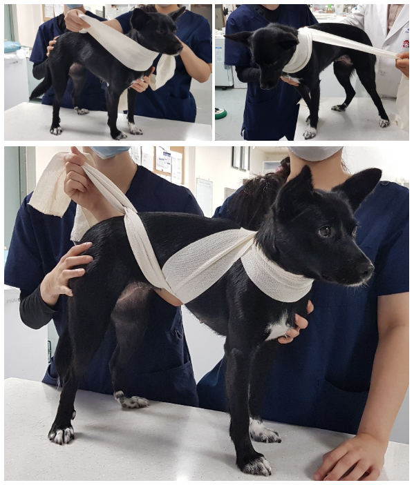 탄력붕대를 이용한 Anti -Anxiety wrap(불안감을 줄이는 붕대매듭). 새끼 때 어미개와 밀착되면 정서적 안정을 느끼듯이 적당한 압박감을 유지하며 붕대로 가슴과 배를 감아주면 반려견의 불안감 해소에 도움될 수 있다. 탑스동물메디컬센터 제공.