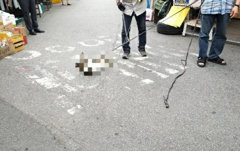 동물 학대 의혹을 받고 있는 서울 동묘시장 길고양이 학대 현장. 연합뉴스