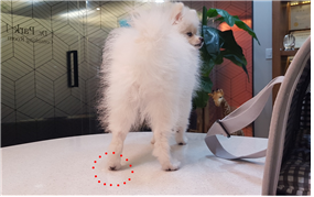낮은 눈높이로 개의 뒷태를 관찰해보자. 우박이의 왼쪽 뒷다리 발바닥이 살짝 들린 모습이 관찰된다(붉은원). 개는 서 있을 때 발바닥 뒷부분의 패드까지 자연스럽게 지면에 밀착된다. 뒷발의 발바닥 패드가 들려있다는 것은 다리가 불편해 의식적으로 들고 있음을 의미한다. 탑스동물메디컬센터 제공.