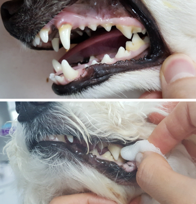 평균 4-5세 령이 되면 치아와 잇몸 경계선에 누렇게 치석이 형성되기 시작한다. (윗사진) 치석을 예방하기 위한 가장 쉽고 효과적인 양치 방법은 하루 1회 이상 치아와 잇몸 사이에 끼어 있는 치태(플러그)를 닦아내는 것이다. 손가락 끝에 가아제나 화장솜을 작게 뭉쳐 부드럽게 치아와 잇몸사이를 좌우로 문질러 주면된다. 입을 벌릴 필요가 없다.(아랫사진) 탑스동물메디컬센터