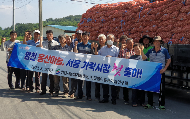 영천시농업기술센터 공무원과 반딧불이 홍산마늘연구회원들이 홍산마늘의 서울 가락시장 첫 출하에 앞서 기념촬영을 하고 있다. 영천시 제공