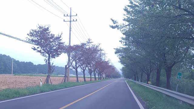예천진호국제양궁장 인근 안동 방향 양궁로에 심어진 가로수가 일렬로 집단 고사했다. 윤영민 기자