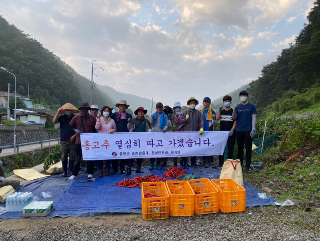 고추따기 일손돕기에 나선 영양군청 공무원들. 영양군 제공