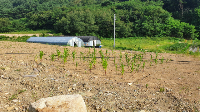 지난해 불법 성토된 대구 동구 능성동의 한 농지. 1천600㎡에 달하는 규모지만 옥수수 몇 그루만 덩그러니 심겨져 있다. 신중언 기자