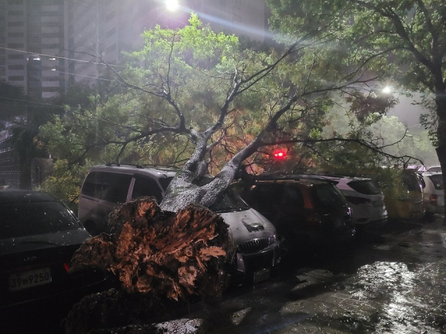 3일 오전 대구 달서구 도원동 한 주택에서 태풍으로 인해 나무가 쓰러져 소방당국이 현장에 출동해 안전조치했다. 대구소방본부 제공