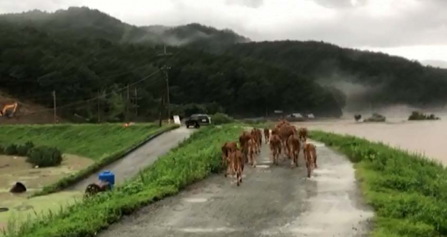폭우가 내린 8일 오후 경남 합천군 건태마을 일대에서 소 수십마리가 비를 비해 농로를 유유히 활보하고 있다. 연합뉴스