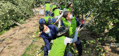 지난 4일 김춘안(오른쪽) 경북농협 본부장이 안동 남후면 과수원에서 쓰러진 사과나무를 세우고 있다. 경북농협 제공