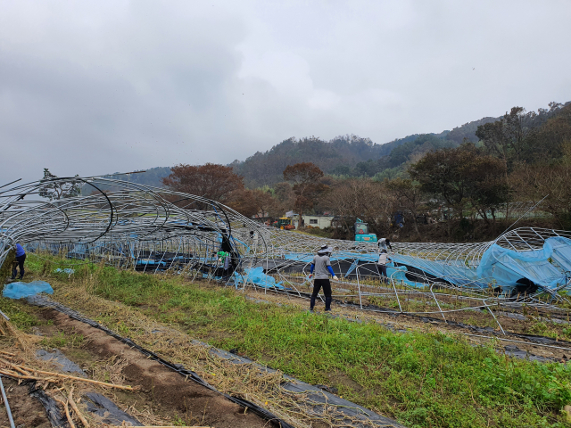 경북도청 서라벌향우회 회원들이 11일 경주시 양북면 용당리 비닐하우스 농가를 찾아 태풍 피해 복구를 돕고 있다. 경북도 제공