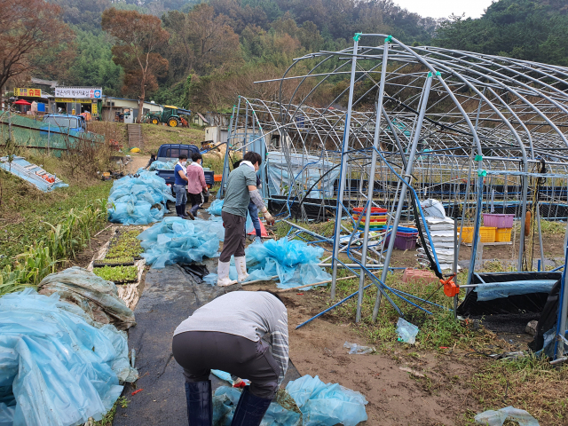 경북도청 서라벌향우회 회원들이 11일 경주시 양북면 용당리 비닐하우스 농가를 찾아 태풍 피해 복구를 돕고 있다. 경북도 제공