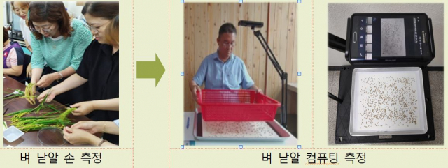 동북지방통게청이 이달 15일부터 올해 쌀 생산량 조사에 돌입했다. 올해부터는 손으로 벼 낟알을 측정하던 방식에서 벗어나 별도 장비를 활용해 측정하는 