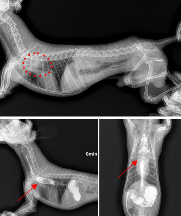 X-ray 검사에서 까미의 흉부에 이물질로 추정되는 소견(윗사진 붉은 원)이 관찰되었다.보다 정확한 감별진단을 위해 X-ray 조영촬영이 이루어졌다, 조영촬영 결과 흉부식도내 흰색의 조영제가 정체되었고 흉부 식도내 이물로 인한 폐쇅이(아랫사진 화살표부위의 어두운 부위)이 진단되었다.(탑스동물메디컬센터)
