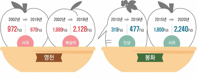 경북 포항시 북구 흥해읍에서 재배 중인 바나나. 포항시 제공