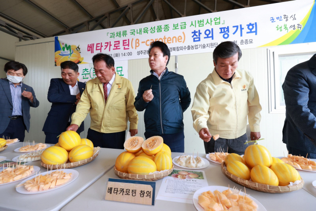 베타카로틴참외 평가회 참석자들이 시식을 하면서 품질을 살피고 있다. 성주군 제공
