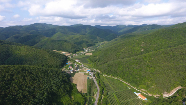 포항 선도단지. 산림청 제공