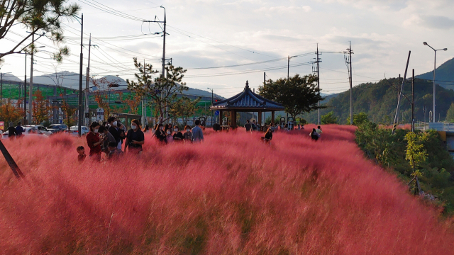 12일 문경 영강천변 핑크뮬리 밭의 아름다운 모습을 사진 속에 담으려는 관광객과 주민들이 북적이고 있다. 문경시 제공