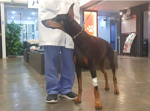 도베르만 조앤(6살. 30kg)이 급성위확장(GDV)으로 응급 내원했다. 다행히 위절개수술을 통해 빠르게 회복됐다, 수술 다음 날 동물병원 실내를 산책 중인 조엔의 모습. 탑스동물메디컬센터 제공.