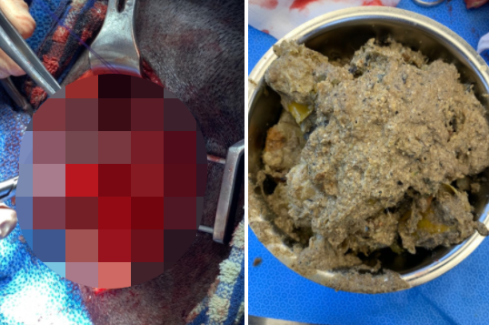 급성위확장(GDV)으로 응급 내원한 조앤의 위절개수술 과정(왼쪽 사진). 조앤의 위 내에는 부풀려진 사료 외에도 감꼭지, 감잎, 흙과 작은 돌들이 한가득 들어있었다(오른쪽 사진). 탑스동물메디컬센터 제공.