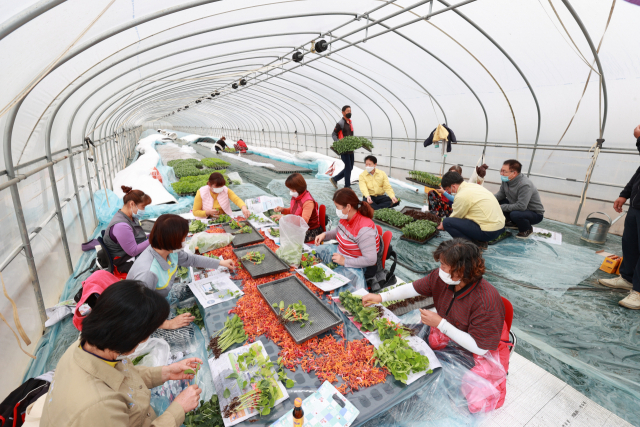 경북 성주군 월항면 한 참외농가에서 내년 농사를 위한 참외접목을 하고 있다. 이병환 성주군수 등이 뒤쪽에서 접목용 호박의 순을 따고 있다. 성주군 제공