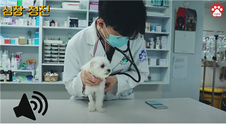 나나(말티즈, 암컷, 6개월)의 청진 검사. 어린 강아지의 선천성 동맥관개존증(Patent Ductus Arteriosus, PDA)은 말티즈, 푸들, 포메라니안, 비숑 , 요크셔테리어 와 같은 소형 품종에서 자주 관찰되며, 특히 순종 암컷에서 자주 발생한다. 탑스동물메디컬센터 제공.