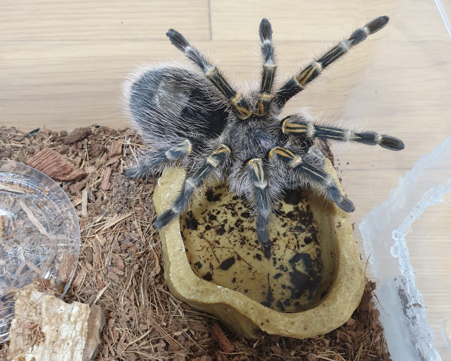 타란튤라는 관리하는 시간이 다소 적게 든다. 수분·먹이 급여는 일주일에 한 번이면 되고, 체취도 없다.