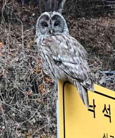 낙석주의 표지판에 올라서 있던 긴점박이올빼미가 소백산국립공원 무인센서 카메라에 포착됐다.국립공원사무소 제공