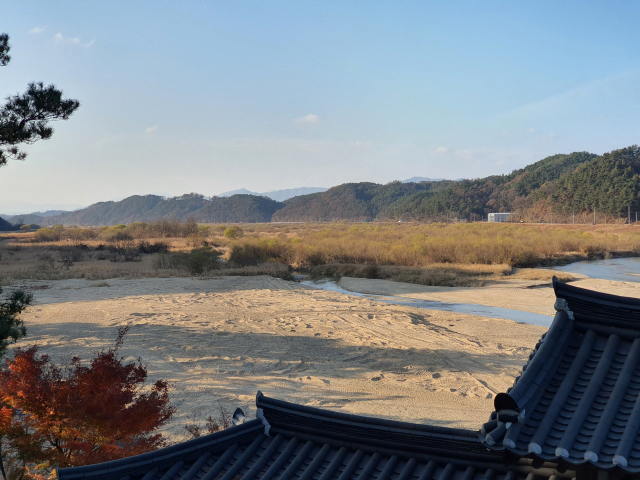 경북 예천 선몽대 앞 백사장이 식생이 광범위하게 자란 탓에 예전 모습을 잃어가고 있다. 박영채 기자
