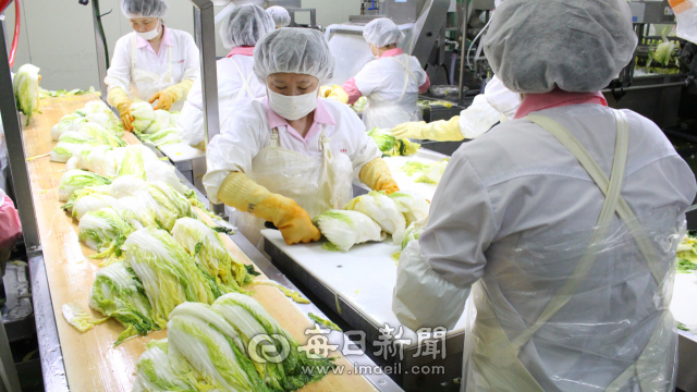 서안동농협풍산김치는 전국 최대 고추 주산지인 경북 안동에 보금자리를 마련하고 청결한 생산라인으로 매년 7천t 이상의 김치를 생산하고 있다. 서안동농협 제공