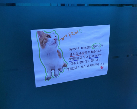 경북도청신도시 내 천년숲에는 동락관(도청 부속건물) 주변에 사는 고양이 