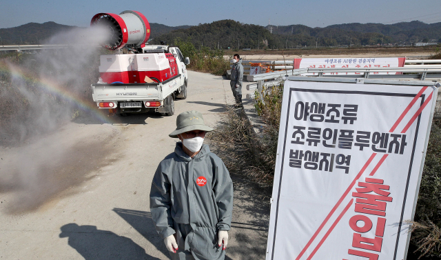 지난해 10월 경북 김천에서 조류인플루엔자, AI바이러스가 검출돼 고병원성 여부에 대한 정밀검사가 진행 중이다. 매일신문 DB