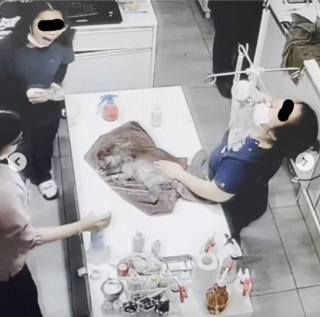 광주광역시의 한 동물병원 CCTV 캡쳐본. 의료진이 수술을 마친 강아지에게 화장실용 페브리즈를 분사하며 동물학대를 했다는 논란이 일고 있다. 온라인커뮤니티 캡쳐