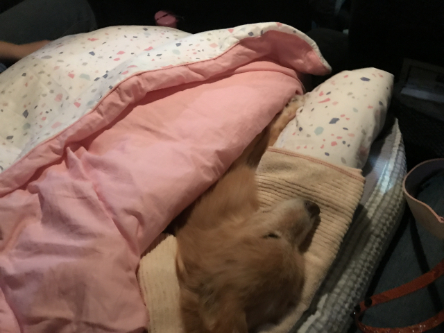 집에서 임종을 맞은 예삐가 반려동물 장례식장으로 옮겨지고 있다.