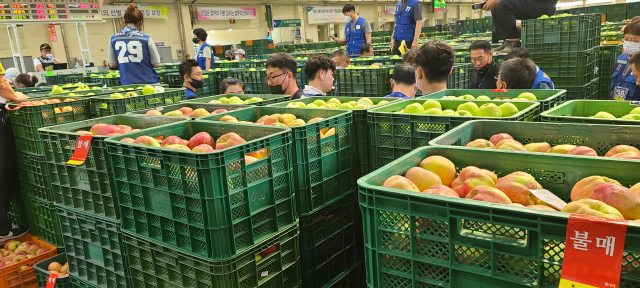 지난 8월 안동농협 공판장에는 상장 임대업체와 중도매인들간 임대료 마찰로 중도매인들이 응찰하지 않으면서 이틀 동안 경매중단사태를 빚었다. 상자 회전 문제가 또 다시 경매 중단으로 이어질 위기다. 매일신문 D/B