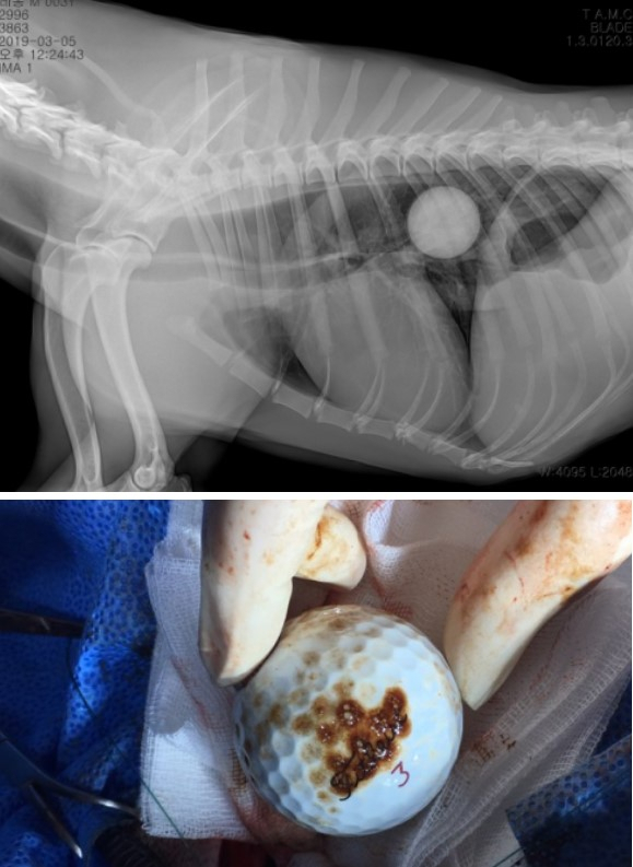 불리(핏불테리어·5Y·25kg)는 호흡이 곤란한 상황에서 응급 내원했다. 골프공을 삼켜 흉부식도에 걸린 상황이었다. 체중 25kg의 중형견이지만 지름 4.3cm 골프공은 흉부 식도에 단단히 걸린 채 토해내지도 못하고 위로 내려가지도 못하고 있었다. 내시경과 위 절개 수술을 동시에 시행해 골프공을 제거했다. X-ray사진(위사진)과 제거된 골프공(아래사진). 탑스동물메디컬센터 제공.