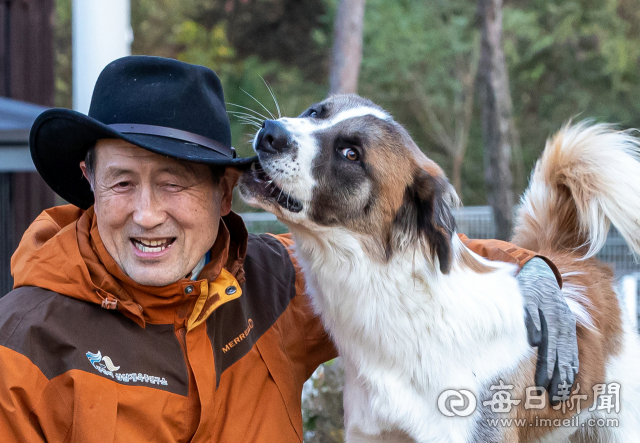 삽살개 복원에 평생을 바친 경산의 삽살개연구소 하지홍(69) 이사장과 장난 치는 바둑이 