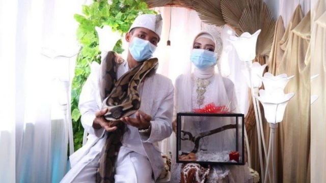 파충류 동호회서 만난 인도네시아 커플, 신랑은 결혼 지참금으로 비단뱀을 신부에게 선물했다. 트리뷴뉴스