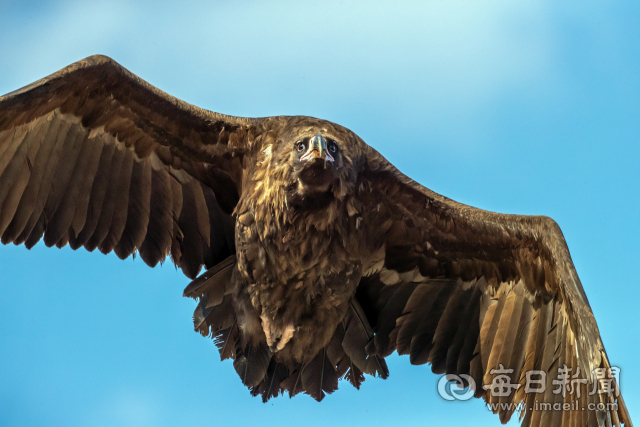 천년기념물(243-1호)이자 멸종위기종인 독수리가 창녕 우포늪 