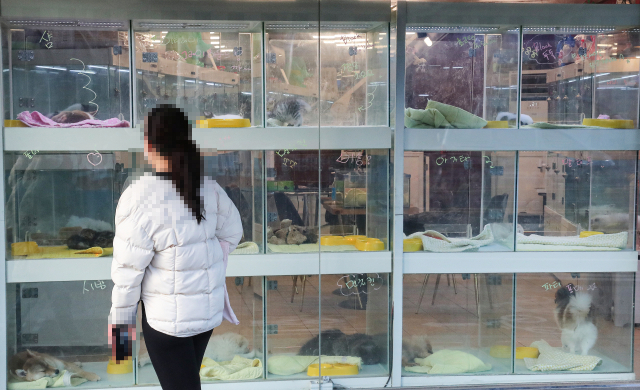 서울 시내 한 애완동물 판매 가게에서 시민이 강아지와 고양이를 살펴보고 있다. 연합뉴스
