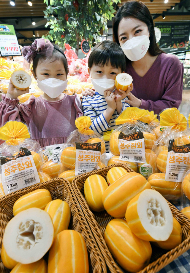 홈플러스는 올해 처음 수확한 성주 참외를 판매한다고 21일 밝혔다. 전국 홈플러스 매장과 온라인몰에서 총 60t 물량을 판매한다. 농림축산식품부와 