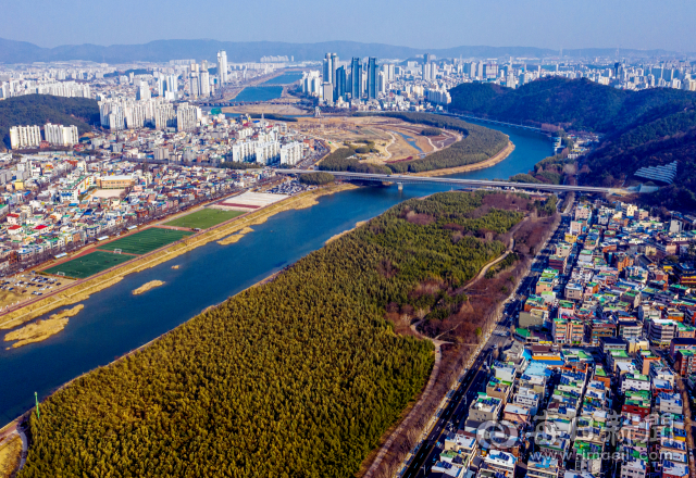 13만 마리의 울산 떼까마귀 무리가 잠자리로 이용하는 태화강 삼호대숲(앞쪽). 촘촘하게 우거진 대숲이 매 등 천적의 공격을 방어하는 역할을 한다. 김태형 선임기자 thk@imaeil.com