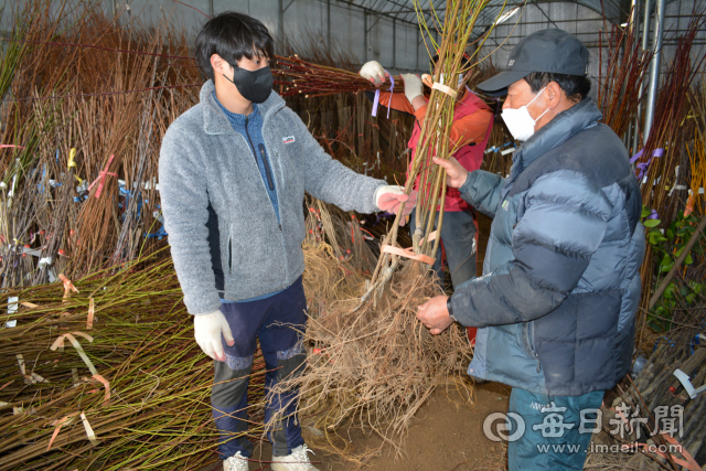 경산종묘산업특구내 성광농원 이재원 대표(왼쪽)가 이무영 전 대표와 함께 판매할 묘목의 상태를 살펴보고 있다. 김진만 기자