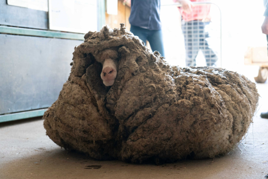 양털 스웨터를 61.3벌, 성인 남성용 양말 490켤레를 만들 수 있는 분량의 털로 뒤덮인 양. AFP 연합뉴스