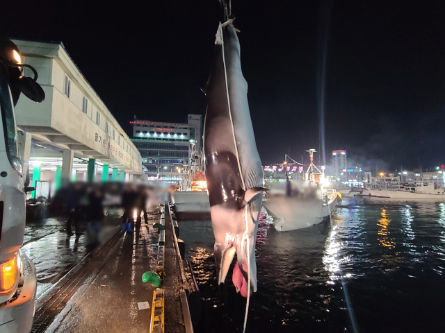 지난 25일 오후 포항 구룡포항에서 작살이 꽂힌 채 죽은 밍크고래를 해양경찰관이 살펴보고 있다. 포항해양경찰서 제공.