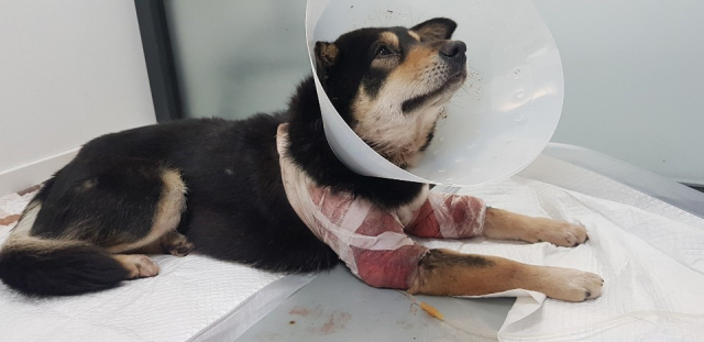 보호자와 산책 중 맹견(핏불테리어 교잡종)에게 공격받고 심각한 외상과 과 출혈로 내원한 진주는 응급처치 후 압박붕대를 했음에도 교상으로 근육이 짓이겨진 앞다리에서 상당 기간 출혈이 지속되었다. 탑스동물메디컬센터