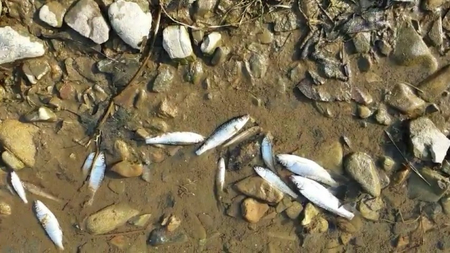 8일 오전 대구 북구 팔거천에 물고기들이 떼죽음 당했다. 독자제공