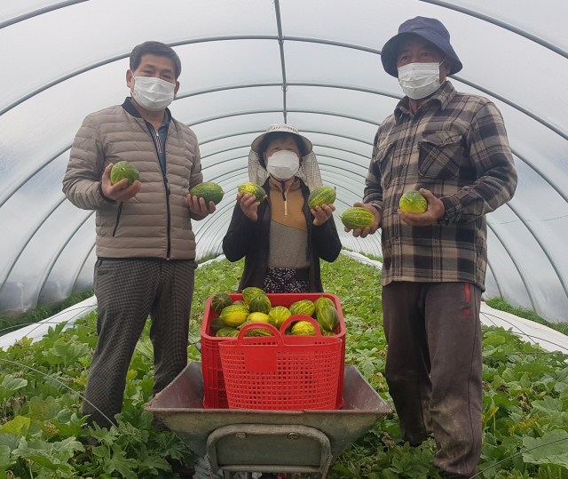 성산멜론 첫 출하