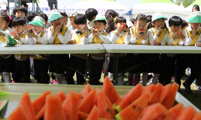 함안 수박 축제 수박 시식회