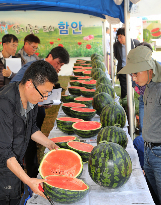 함안 수박축제 수박 품평회 당도측정