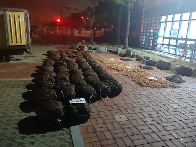 지난 11일 오후 포항해양경찰서 형사들이 포항 북구 어촌 한 주택을 급습해 확보한 암컷 대게. 포항해양경찰서 제공.
