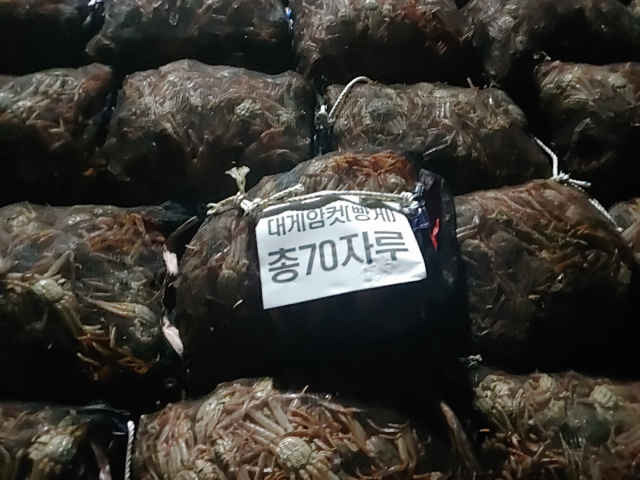 지난 11일 오후 포항해양경찰서 형사들이 포항 북구 어촌 한 주택을 급습해 확보한 암컷 대게. 포항해양경찰서 제공.